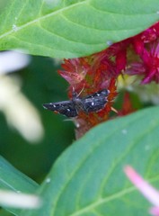 Diathrausta reconditalis