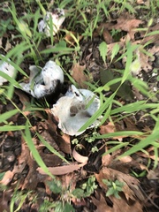 Lactarius indigo