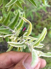 Aztecacris