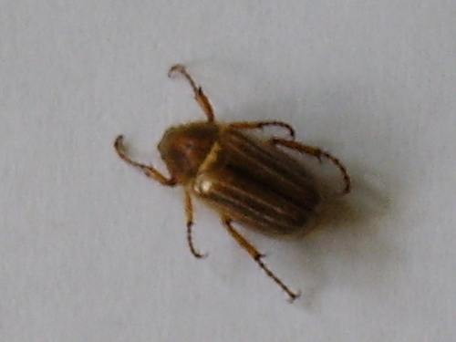 chrústik letný (Amphimallon solstitiale)