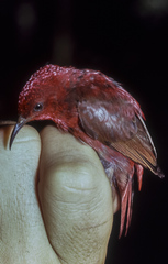Myzomela cruentata