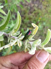 Aztecacris
