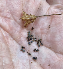 Delphinium nudicaule