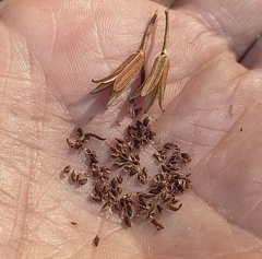 Clarkia concinna concinna