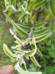 Aztecacris