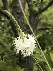 Oenothera glaucifolia
