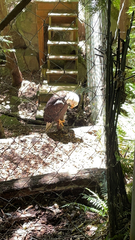 Haliaeetus