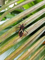 Leptoscelis tricolor