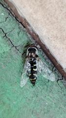 Austroscaeva melanostoma