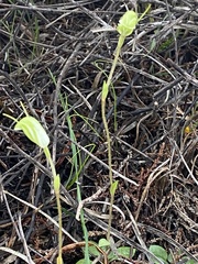 Pterostylis setulosa