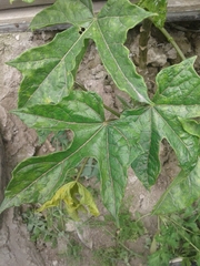 Vasconcellea × pentagona