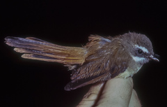 Rhipidura dahli