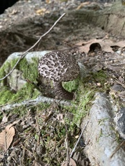 Strobilomyces confusus