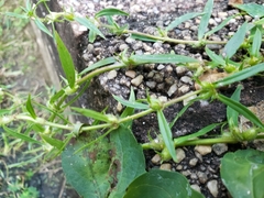 Diodia virginiana