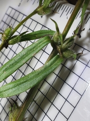 Diodia virginiana