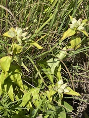 Gentiana alba