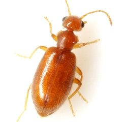 Sapintus lutescens
