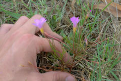 Oxalis polyphylla polyphylla