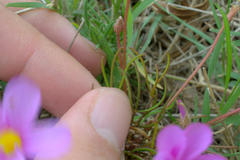 Oxalis polyphylla polyphylla