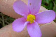 Oxalis polyphylla polyphylla