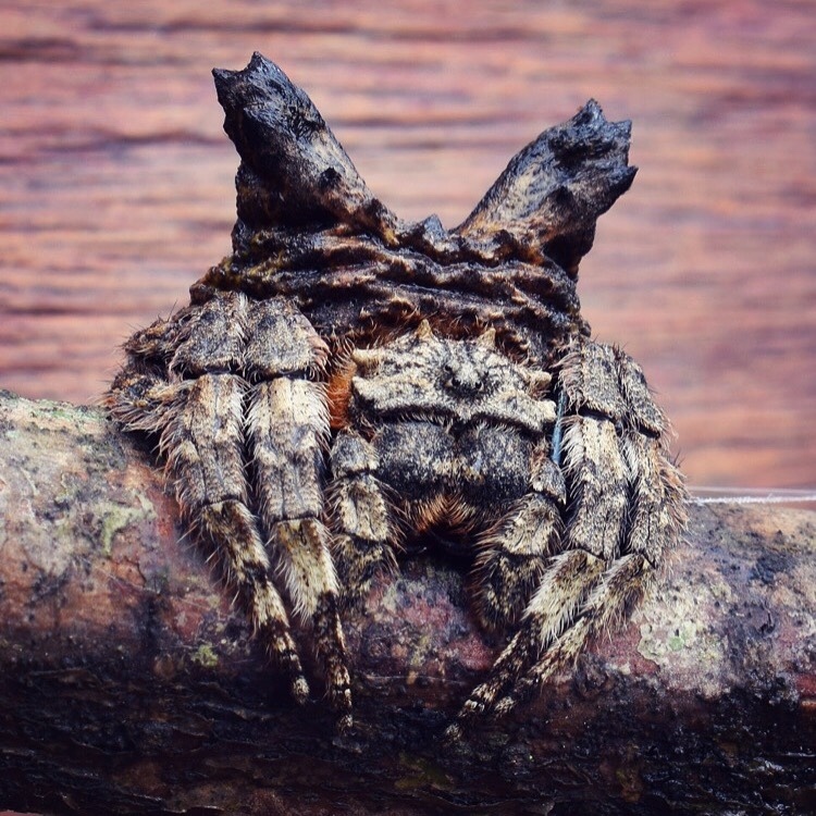 Common Bark Spider
