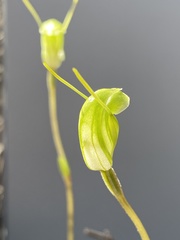 Pterostylis setulosa