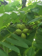 Juglans ailantifolia