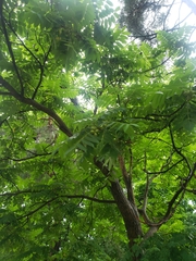 Juglans ailantifolia