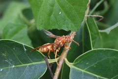 Polistes apachus