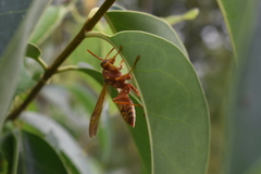 Polistes apachus