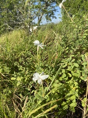 Mandevilla lanuginosa