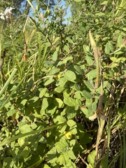 Mandevilla lanuginosa