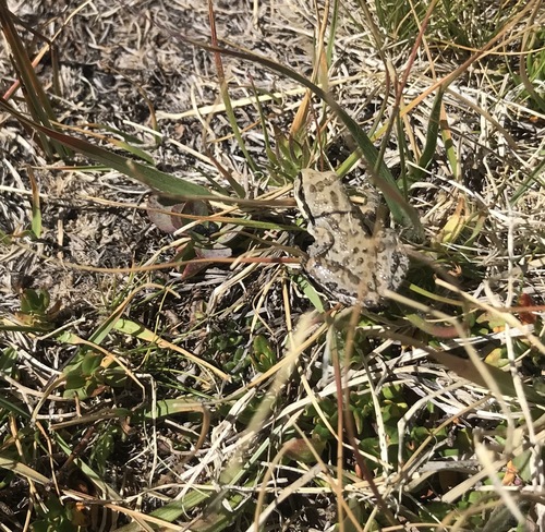 iNaturalist observation photo of Pacific chorus frog
