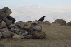 Corvus corax kamtschaticus