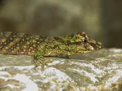 Anolis eulaemus