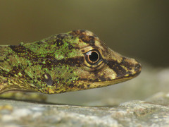 Anolis eulaemus