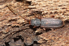 Uleiota debilis