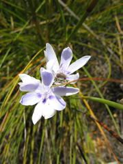 Thereianthus ixioides