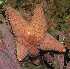 Poraniopsis echinaster