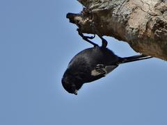 Melaniparus niger ravidus