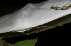 Problepsis digammata