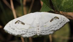 Problepsis digammata