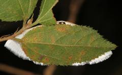 Problepsis digammata