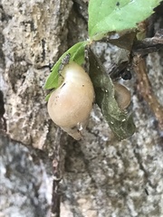 Bulimulus bonariensis