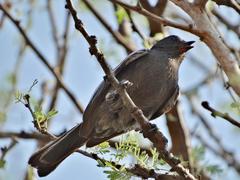 Melaniparus niger ravidus