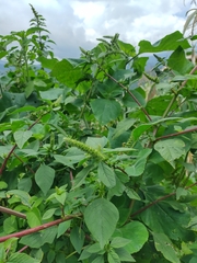 Amaranthus