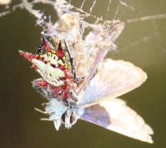 Gasteracantha sanguinolenta