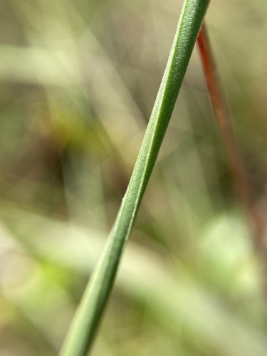 Image of Xyris scabrifolia by (c) Matt Berger, some rights reserved (CC BY)