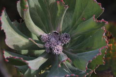 Leucospermum winteri