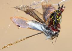 Gasteracantha sanguinolenta